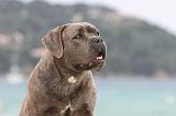 CANE CORSO 614